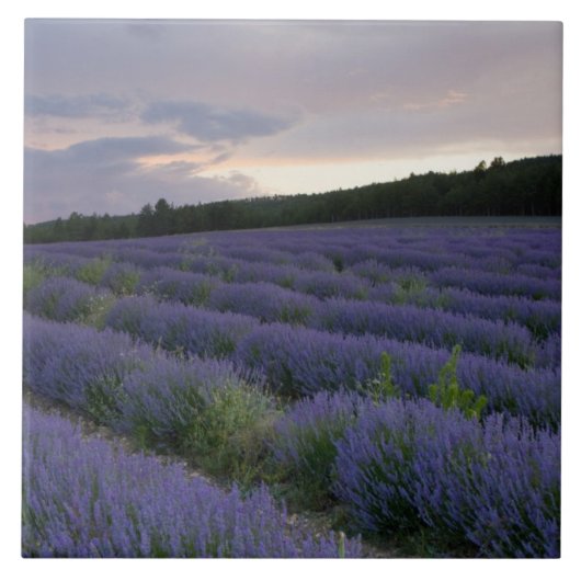 Lavendeveld bij zonsondergang tegeltje (Voorkant)