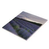 Lavendeveld bij zonsondergang tegeltje (Zijkant)
