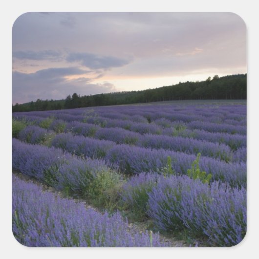 Lavendeveld bij zonsondergang vierkante sticker (Voorkant)