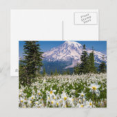 Lawinelelies en Mount Rainier 2 Briefkaart (Voorkant / Achterkant)