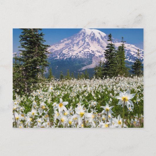 Lawinelelies en Mount Rainier 2 Briefkaart (Voorkant)