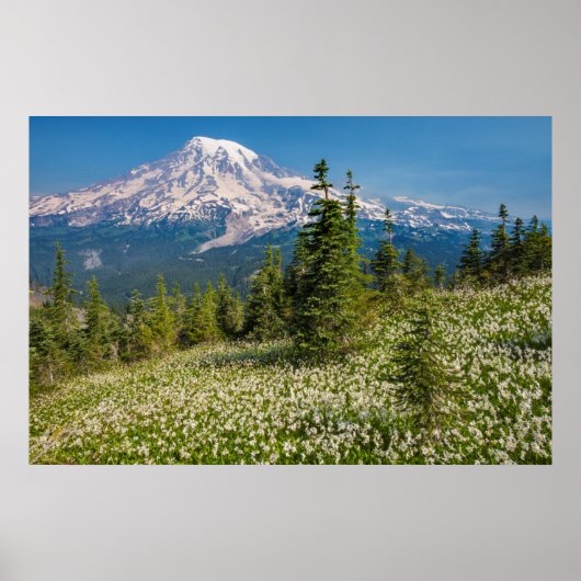 Lawinelelies en Mount Rainier Poster (Voorkant)