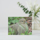 Lawn Dove Briefkaart (Staand voorkant)