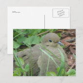 Lawn Dove Briefkaart (Voorkant / Achterkant)