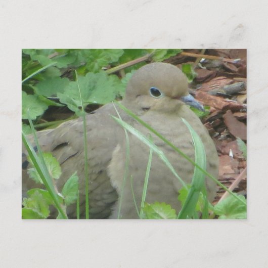 Lawn Dove Briefkaart (Voorkant)