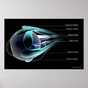 Lay-out van alle spieren in het menselijk oog poster