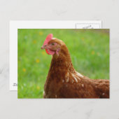 Laying Hen Rhode Island Red Chicken Briefkaart (Voorkant / Achterkant)