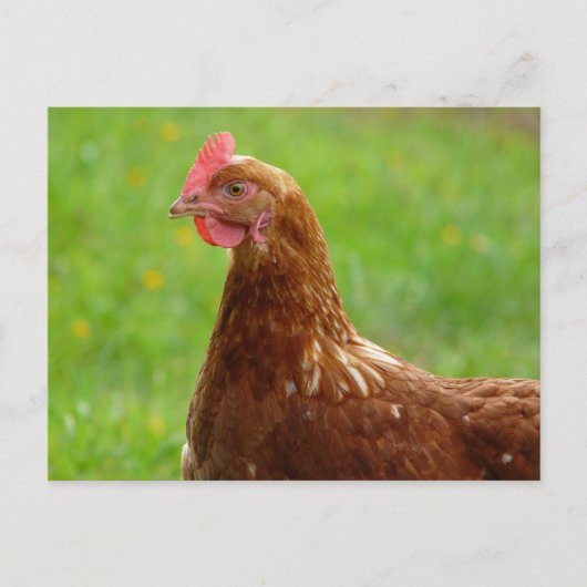 Laying Hen Rhode Island Red Chicken Briefkaart (Voorkant)
