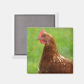 Laying Hen Rhode Island Red Chicken Magneet (Voorkant / Achterkant)
