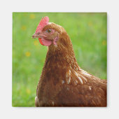Laying Hen Rhode Island Red Chicken Magneet (Voorkant)