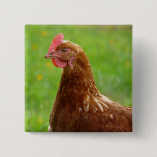Laying Hen Rhode Island Red Chicken Vierkante Button 5,1 Cm