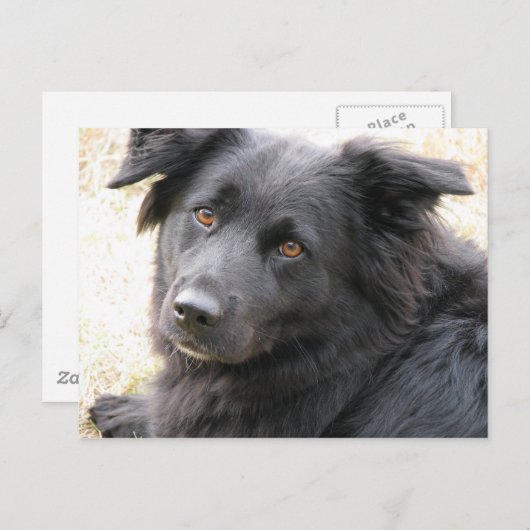 Layla Briefkaart (Voorkant / Achterkant)