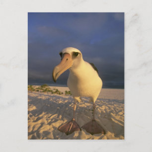 Laysan Albatros, Diomedea immutabilis), Briefkaart