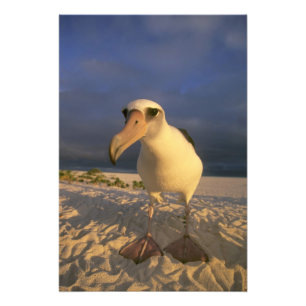 Laysan Albatros, Diomedea immutabilis), Foto Afdruk