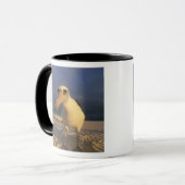 Laysan Albatros, Diomedea immutabilis), Mok (Voorkant links)
