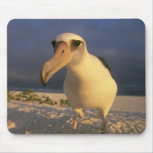 Laysan Albatros, Diomedea immutabilis), Muismat