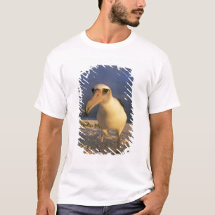 Laysan Albatros, Diomedea immutabilis), T-shirt