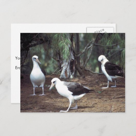 Laysan Albatross Briefkaart (Voorkant / Achterkant)