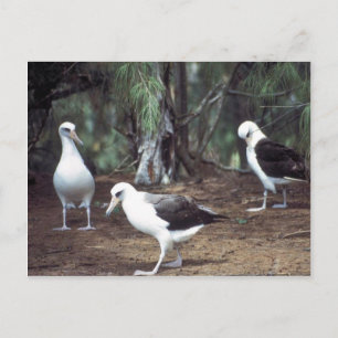 Laysan Albatross Briefkaart