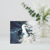 Laysan Albatross Briefkaart (Staand voorkant)