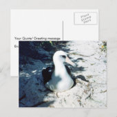 Laysan Albatross Briefkaart (Voorkant / Achterkant)