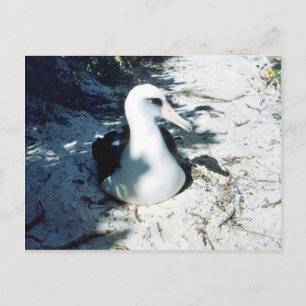 Laysan Albatross Briefkaart
