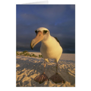 Laysan Albatross, Diomedea immutabilis),