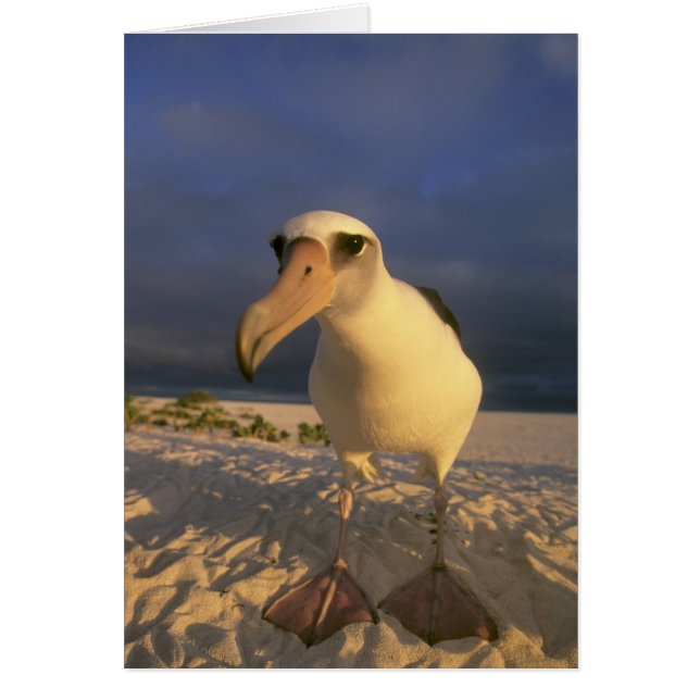Laysan Albatross, Diomedea immutabilis), (Voorkant)