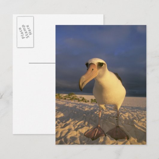Laysan Albatross, Diomedea immutabilis), Briefkaart (Voorkant / Achterkant)