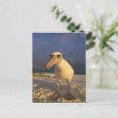 Laysan Albatross, Diomedea immutabilis), Briefkaart (Staand voorkant)