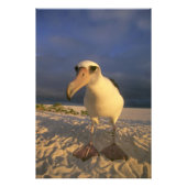 Laysan Albatross, Diomedea immutabilis), Foto Afdruk (Voorkant)