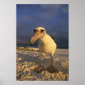 Laysan Albatross, Diomedea immutabilis), Poster (Voorkant)