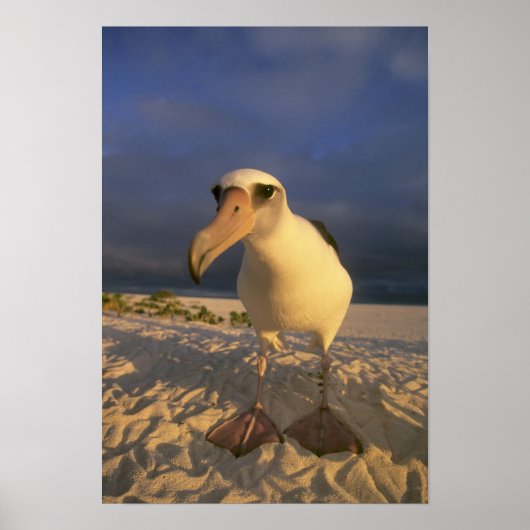 Laysan Albatross, Diomedea immutabilis), Poster (Voorkant)