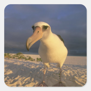 Laysan Albatross, Diomedea immutabilis), Vierkante Sticker