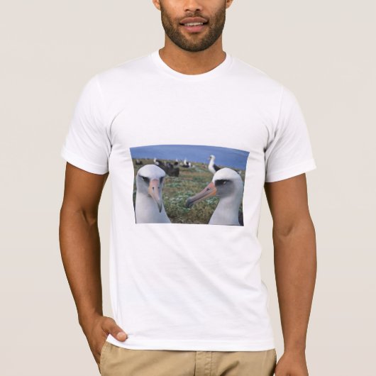 Laysan albatross kolonie t-shirt (Voorkant)