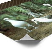 Laysan Albatross Poster (Hoek)
