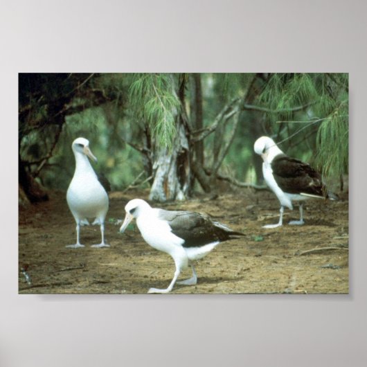 Laysan Albatross Poster (Voorkant)