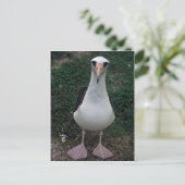 Laysan albatross staand briefkaart (Staand voorkant)