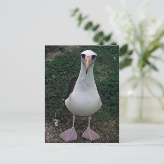 Laysan albatross staand briefkaart (Staand voorkant)