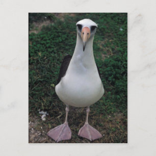 Laysan albatross staand briefkaart