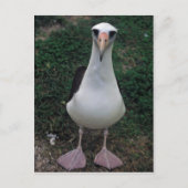Laysan albatross staand briefkaart (Voorkant)