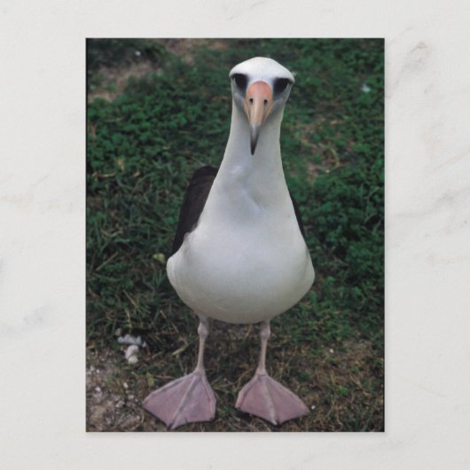 Laysan albatross staand briefkaart (Voorkant)