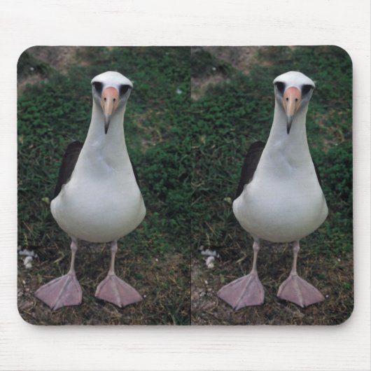 Laysan albatross staand muismat (Voorkant)