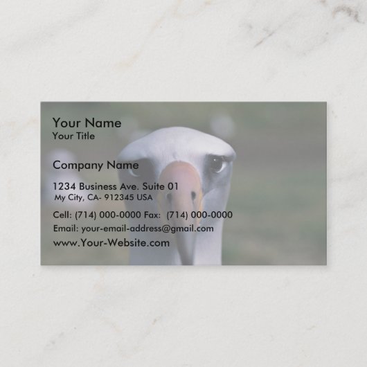 Laysan albatross visitekaartje (Voorkant)