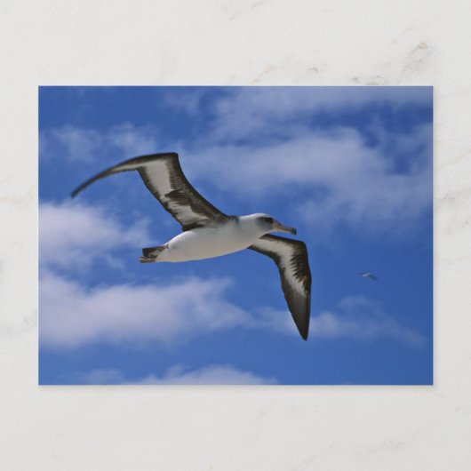 Laysan albatross vliegend in de lucht briefkaart (Voorkant)