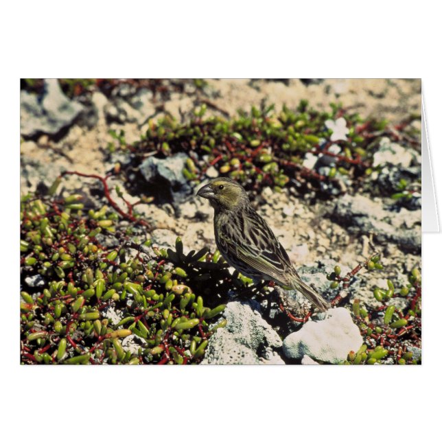 Laysan vinch (Voorkant Horizontaal)