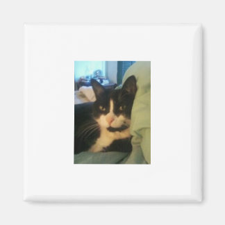 Lazey kat magneet