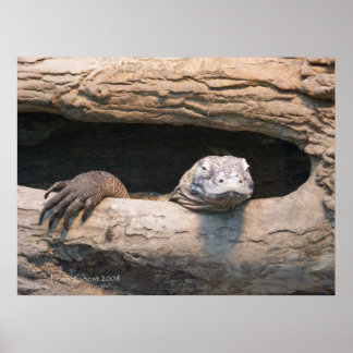 Lazing Komodo Poster