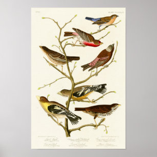 Lazuli Finch John James Audubon Birds of America Poster