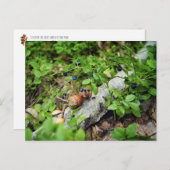 Lazy Acorn elf eten van bosbessen Briefkaart (Voorkant / Achterkant)